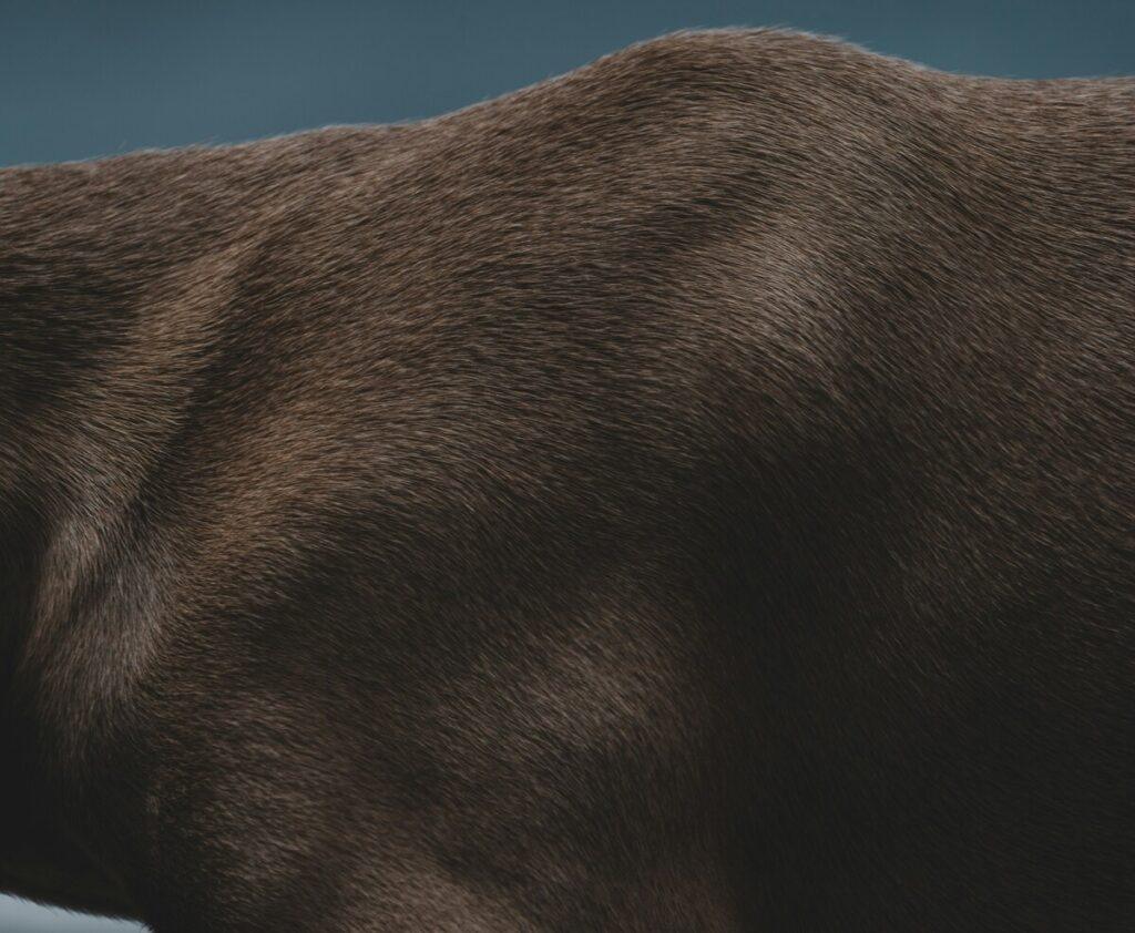 common skin problems in dogs