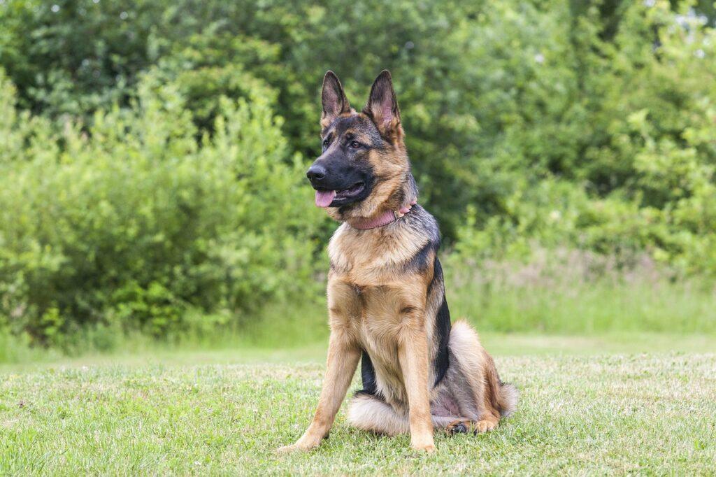 popular dog breeds of 2025