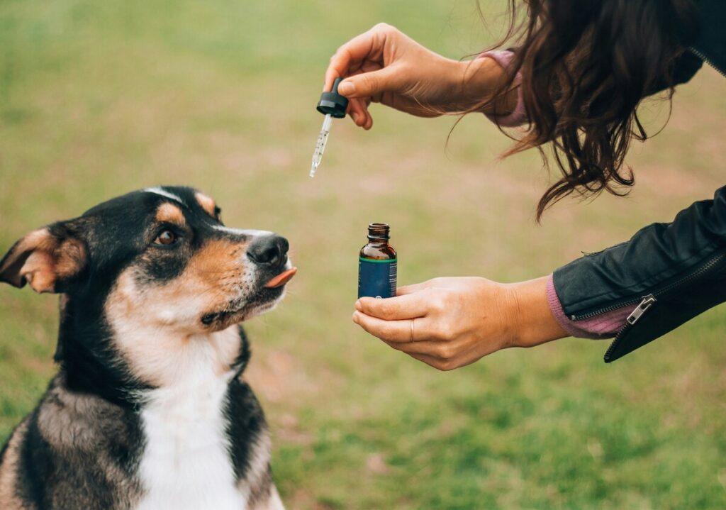 Natural remedies dog anxiety - calming a stressed dog naturally
