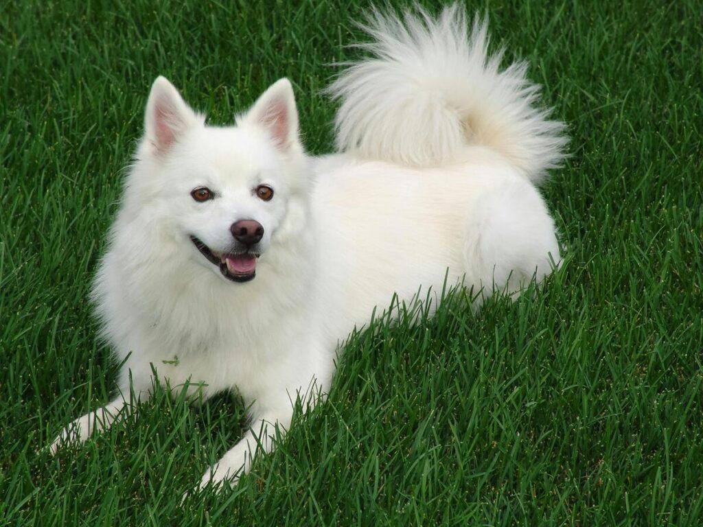 American Eskimo Dog lying on green grass