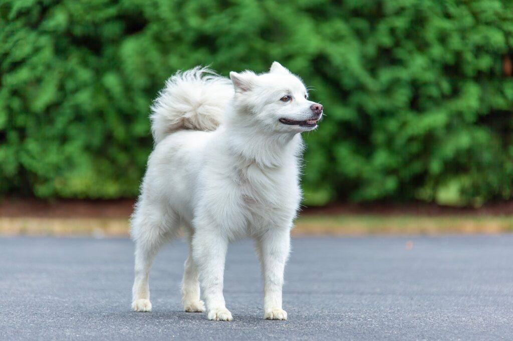 American Eskimo Dog standing alert on pavement