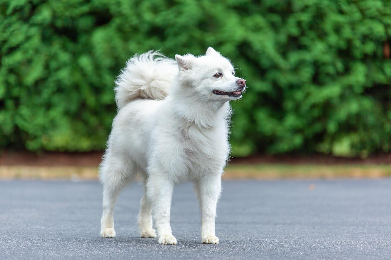 American Eskimo Dog standing alert on pavement