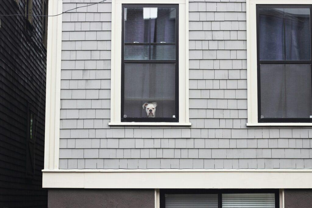 dog with anxiety looking out window when left alone