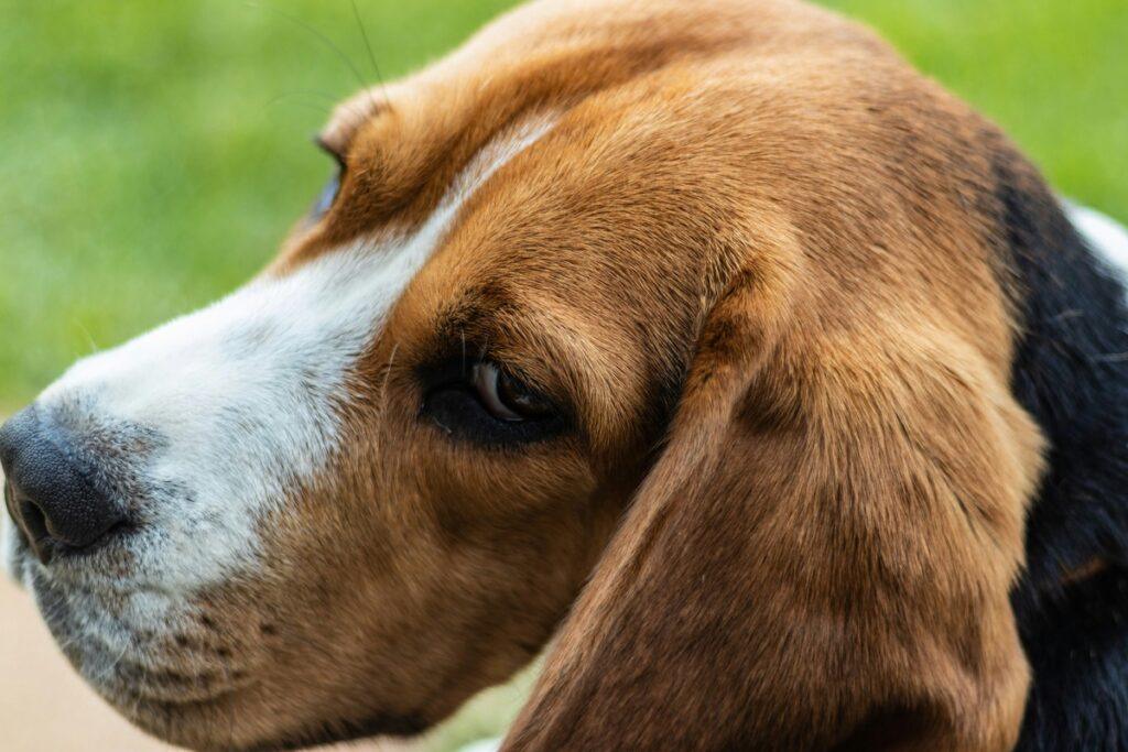 beagle showing early signs of ear discomfort