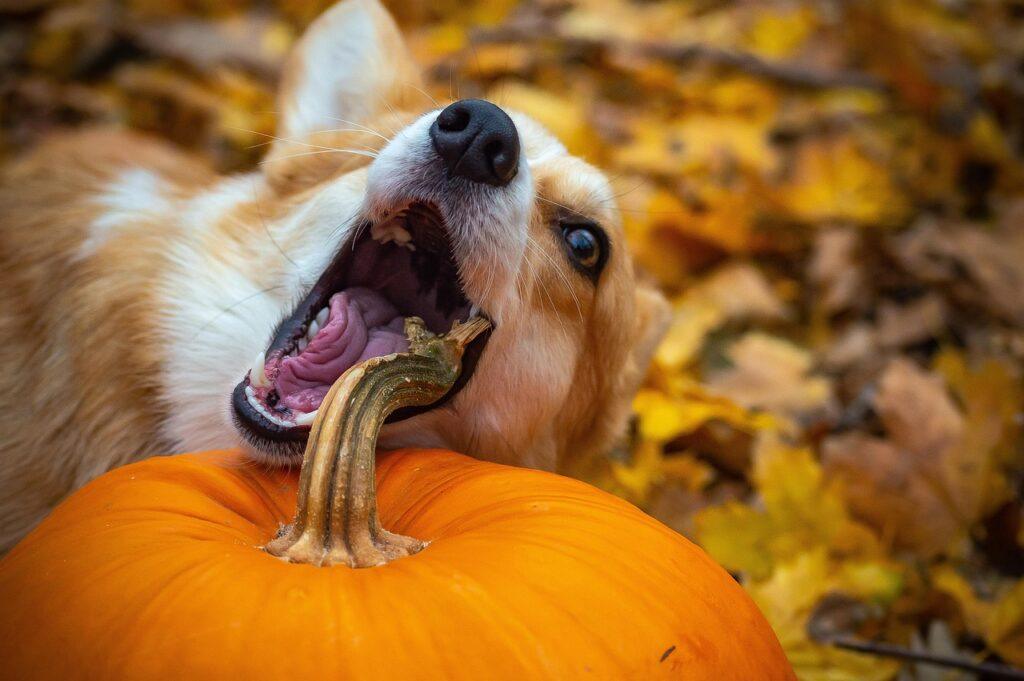 benefits of feeding dog pumpkin - corgi enjoying fresh pumpkin