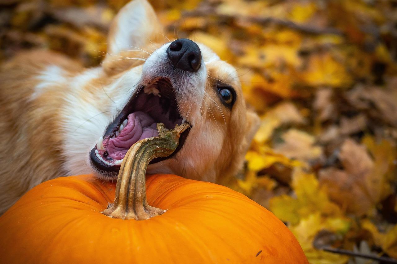 benefits of feeding dog pumpkin - corgi enjoying fresh pumpkin