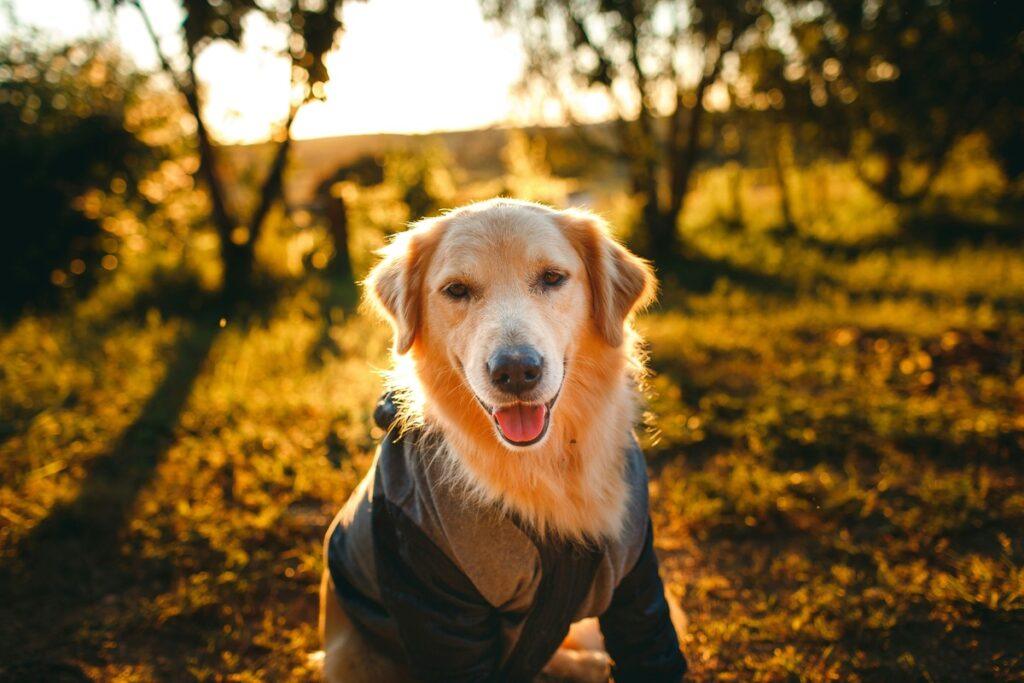 golden retriever wearing cooling vest in hot weather