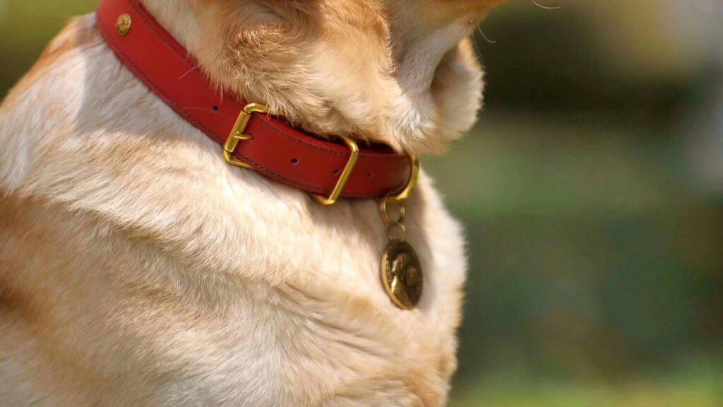 leather dog collar close-up for training