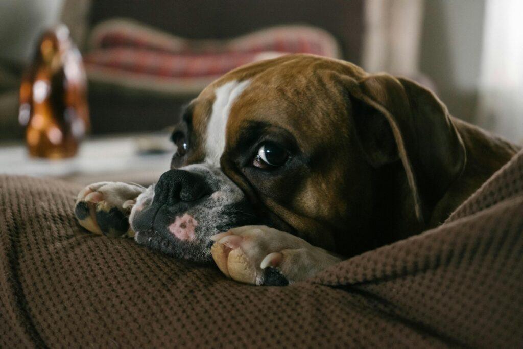 Boxer dog looking guilty after chewing furniture