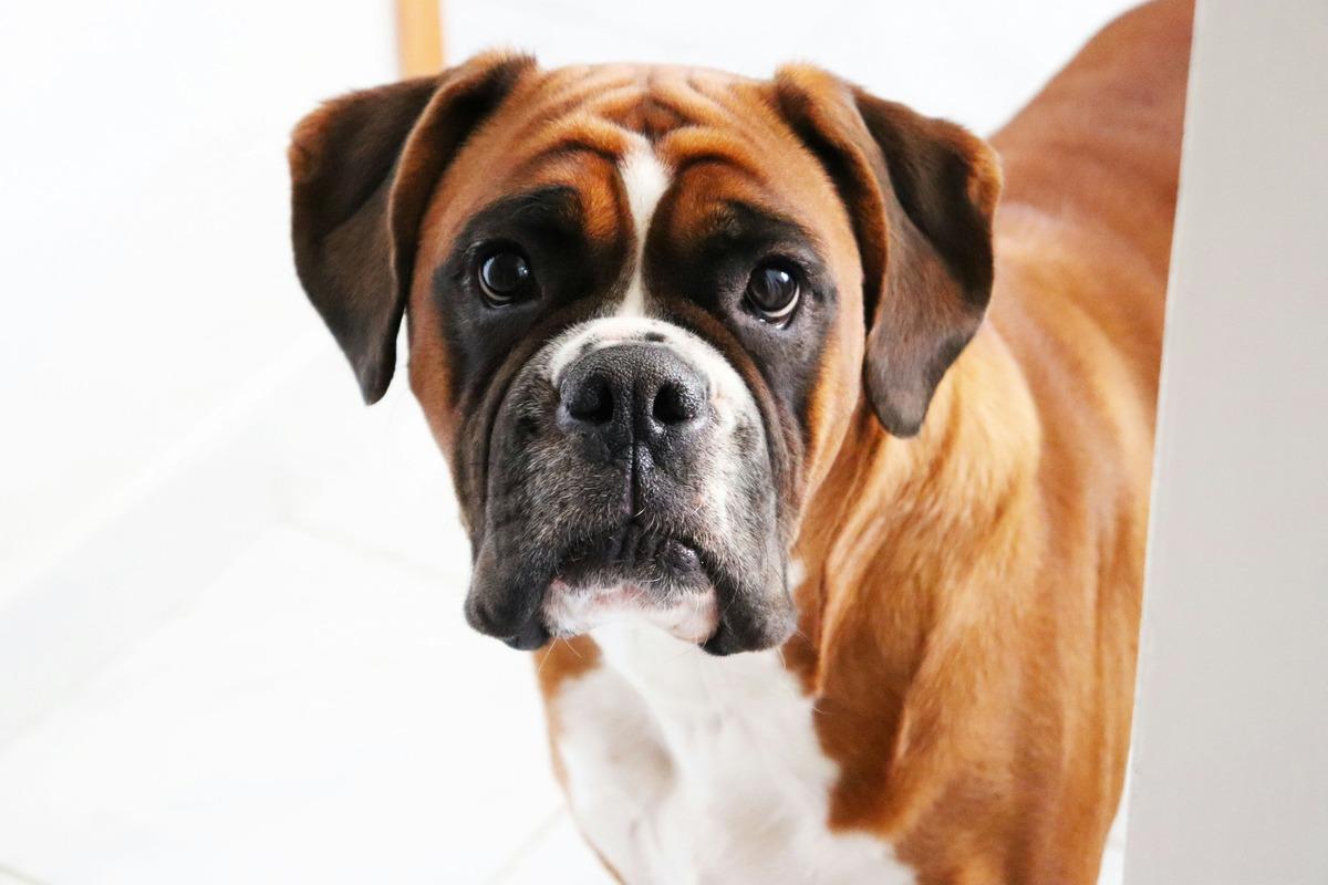 Adult Boxer dog standing in a green park during daylight