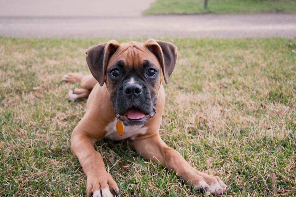Boxer puppy playing with a toy in the backyard