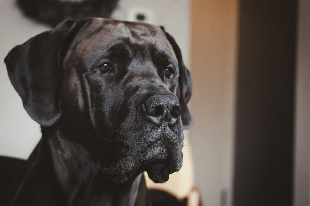 signs of hip dysplasia in dogs - Labrador Retriever lying down