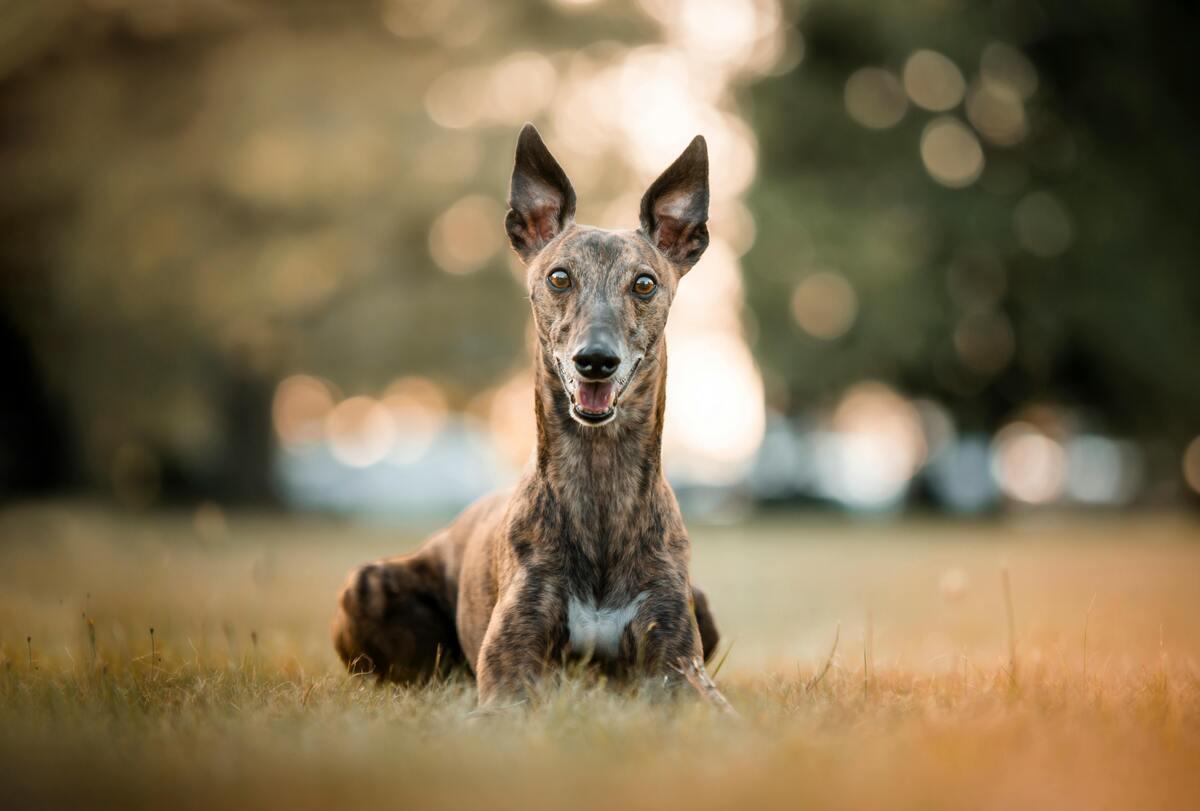 brindle whippet dog lying on grass looking at camera