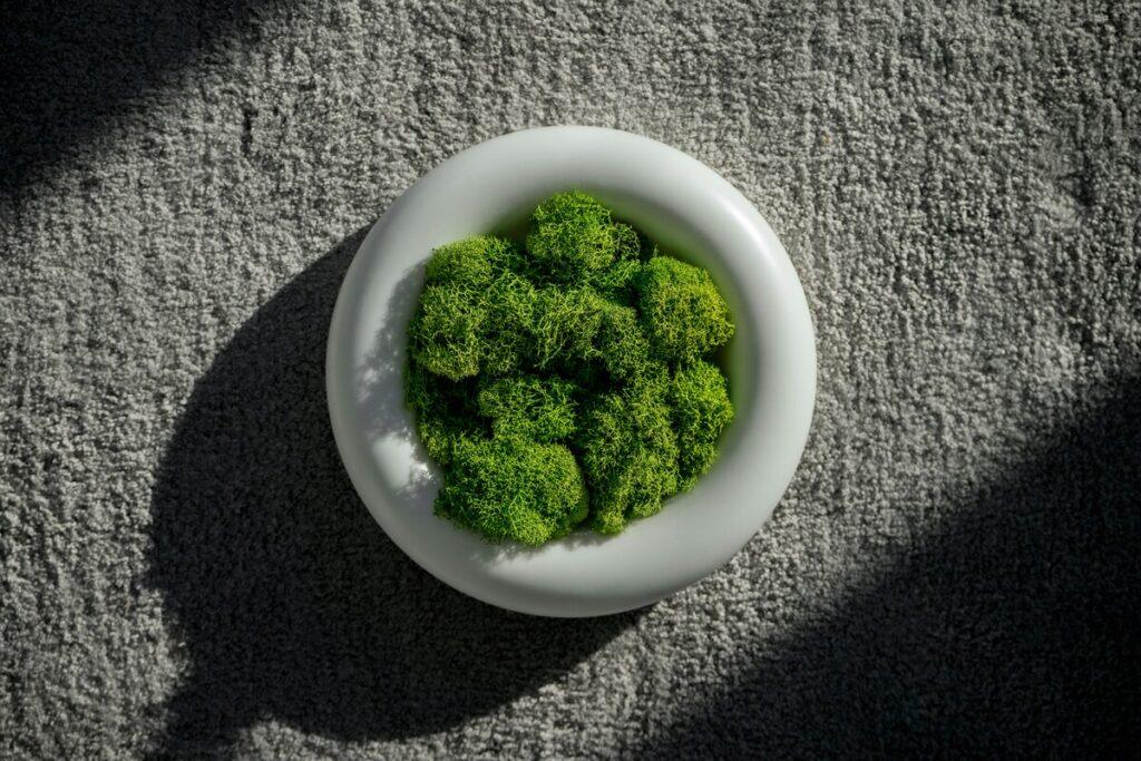 Broccoli in a dog bowl – serving broccoli to dogs safely