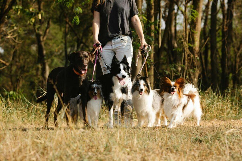 How to train a dog to walk calmly past other dogs during group leash session