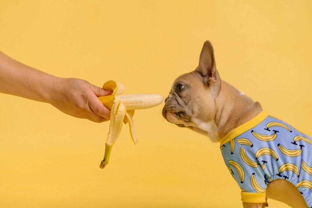 French Bulldog smelling a peeled banana – Can dogs eat bananas
