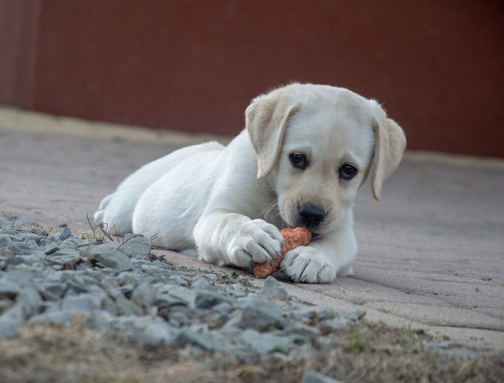 puppy eating raw carrot treat on pavement