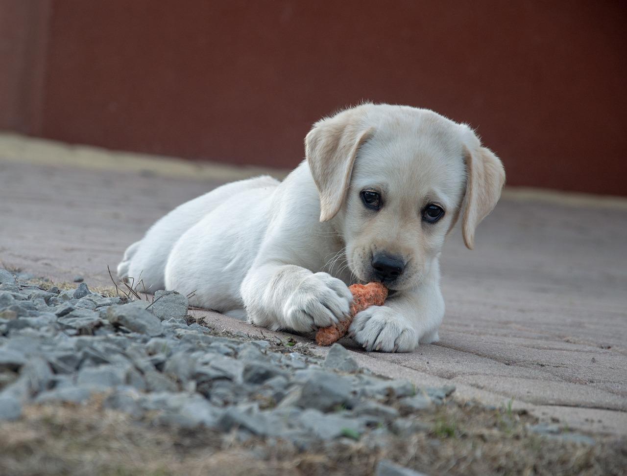 puppy eating raw carrot treat on pavement