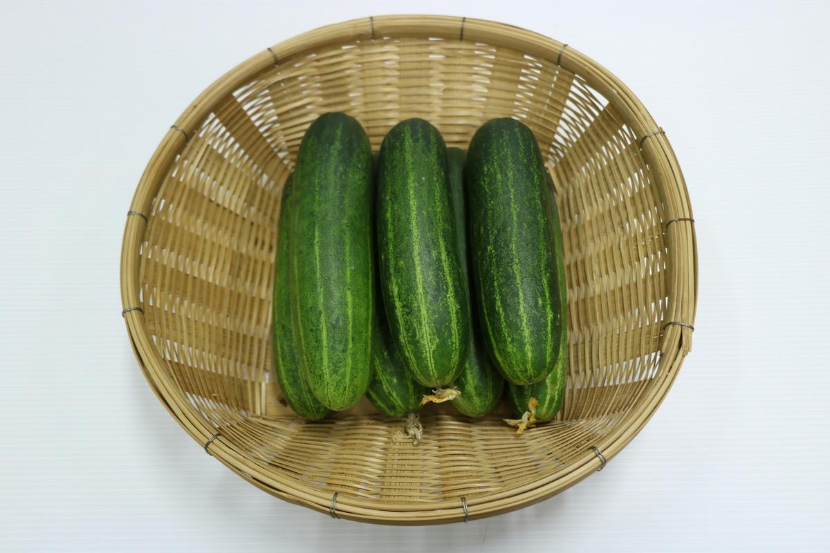 Fresh cucumbers in basket – can dogs eat cucumbers