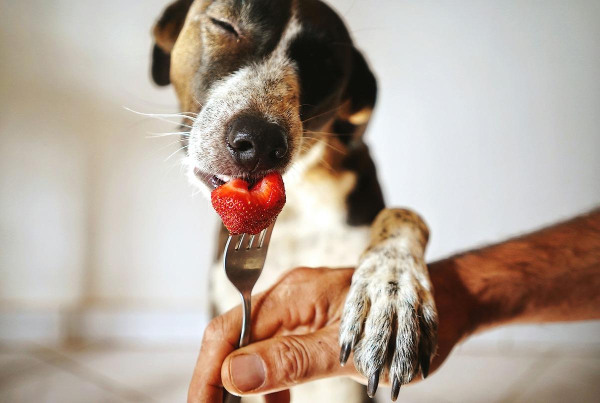A happy dog eating a fresh strawberry - can dogs eat strawberries