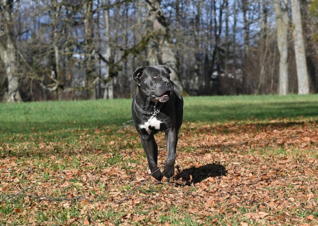 Cane Corso standing alert in a grassy field