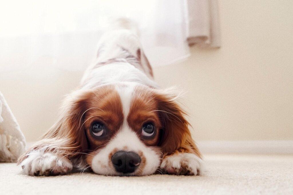 Cavalier King Charles Spaniel - one of the best dog breeds for first time owners
