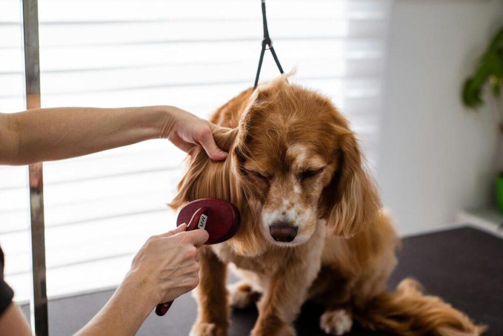 Cocker Spaniel getting brushed gently by a groomer