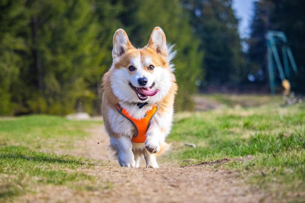 corgi running with harness support in green field