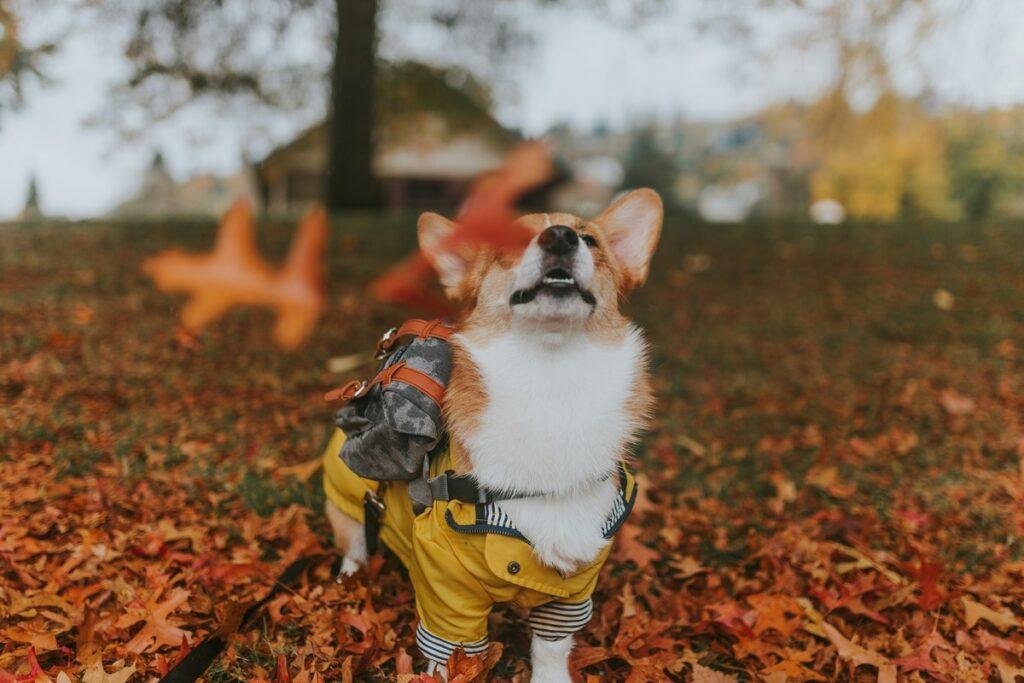 best dog raincoats - Corgi wearing a yellow raincoat standing on autumn leaves
