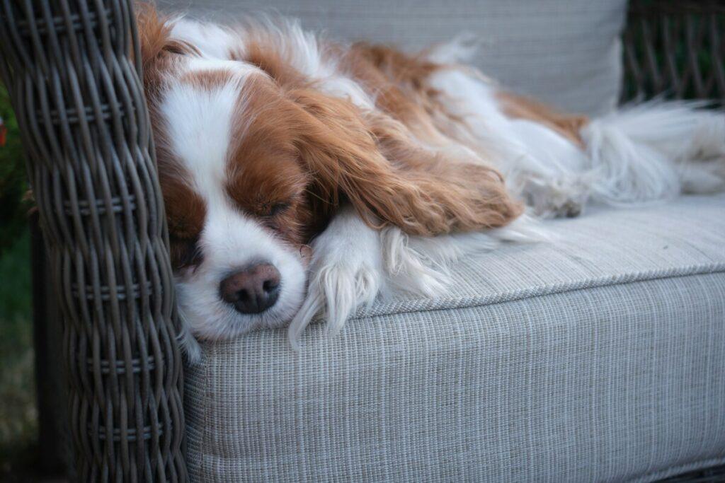 stop dog barking at night - Calm dog resting quietly inside a crate at night