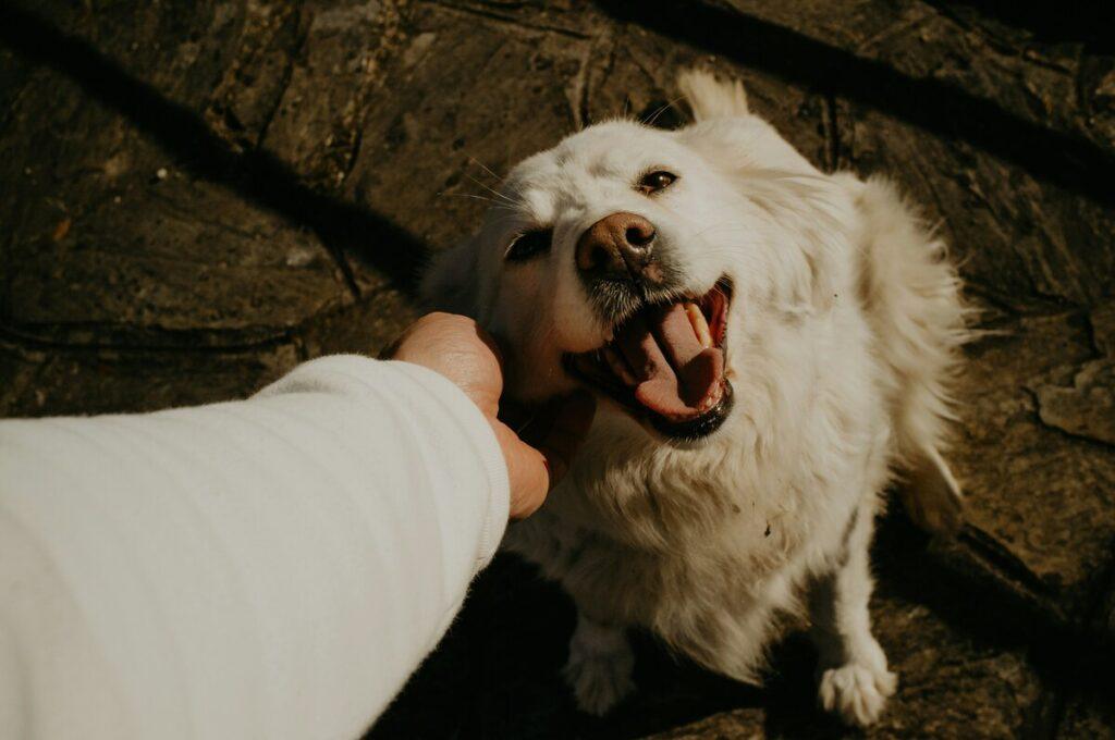 Deaf dog responding to tactile training