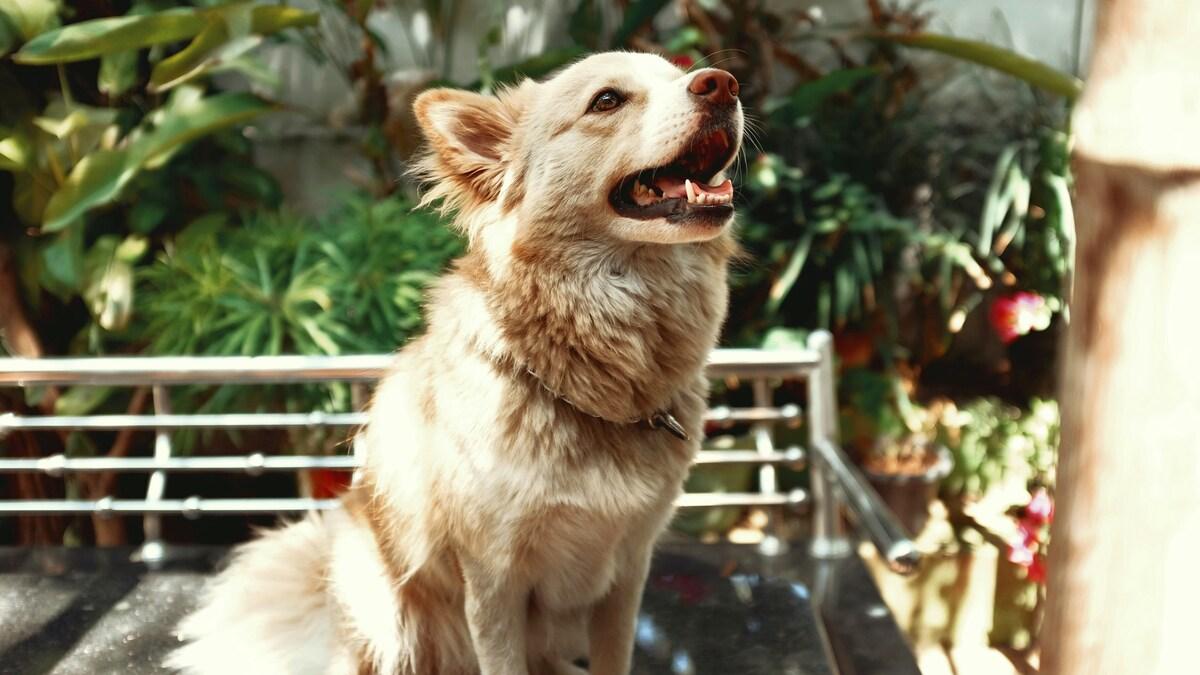 Deaf dog sitting attentively in a garden
