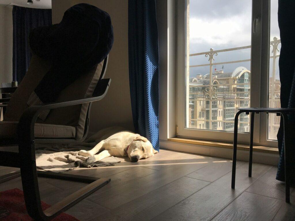 how to train a dog to stay alone at home without anxiety