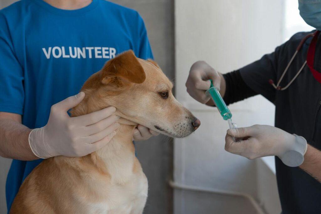 Dog being examined by a vet during a regular health visit