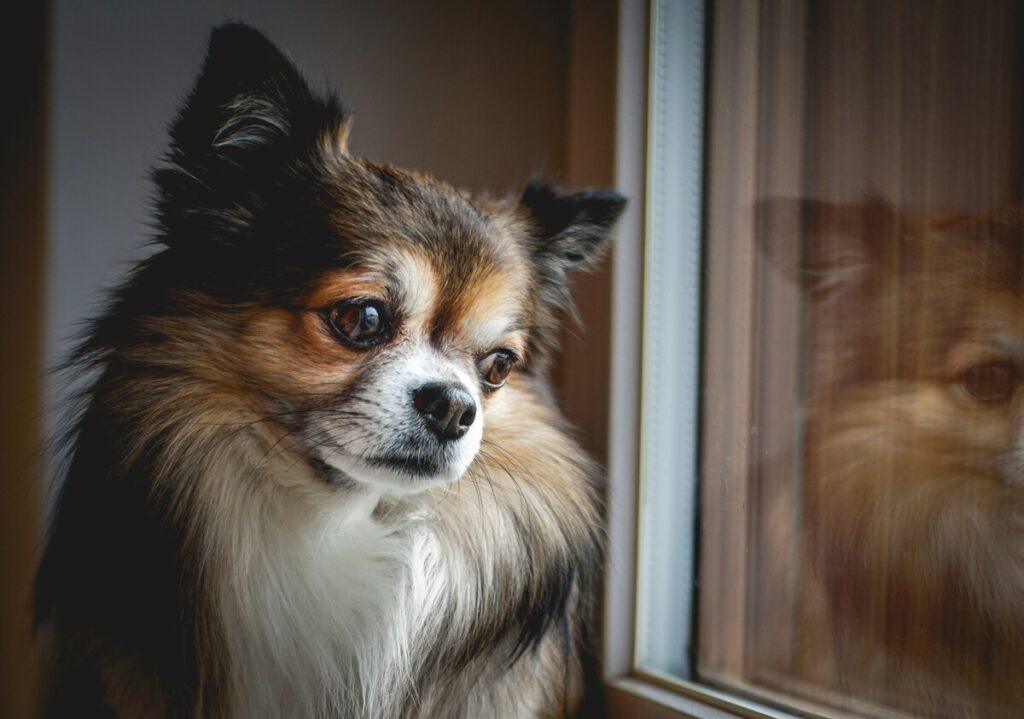 Dog barking at night while looking out a window
