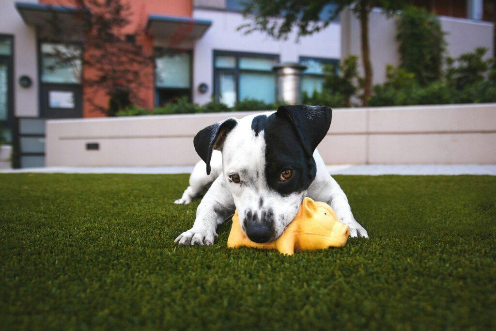 Dog aggressively chewing on a durable rubber toy