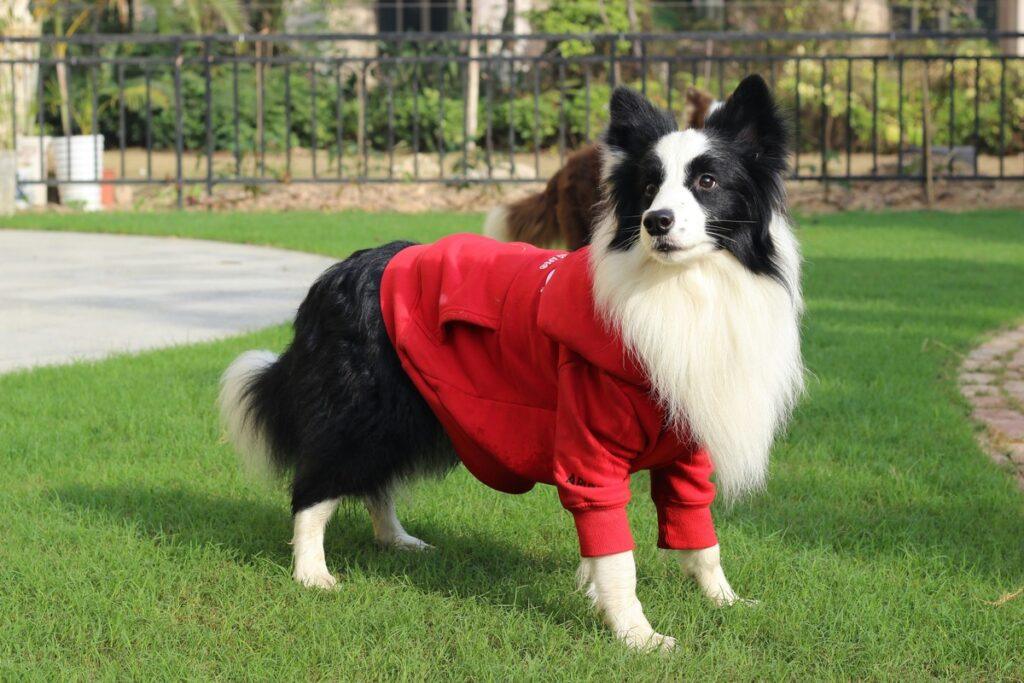 border collie in red summer dog cooling vest