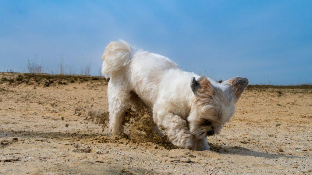 dog digging in backyard - how to stop dog digging yard naturally
