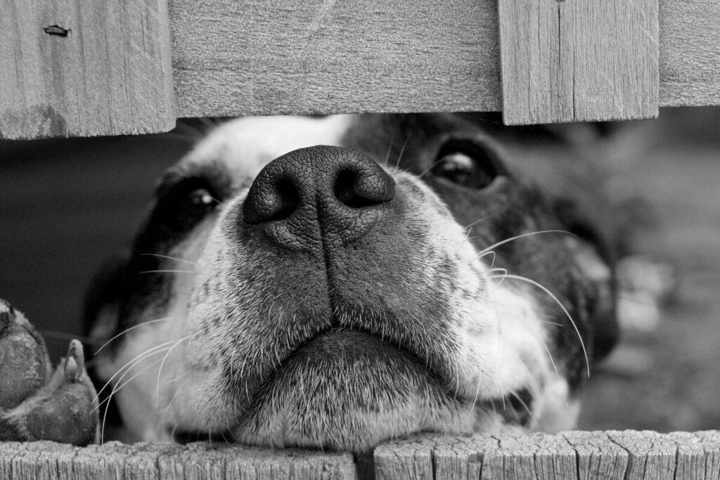 dog dry nose closeup through fence