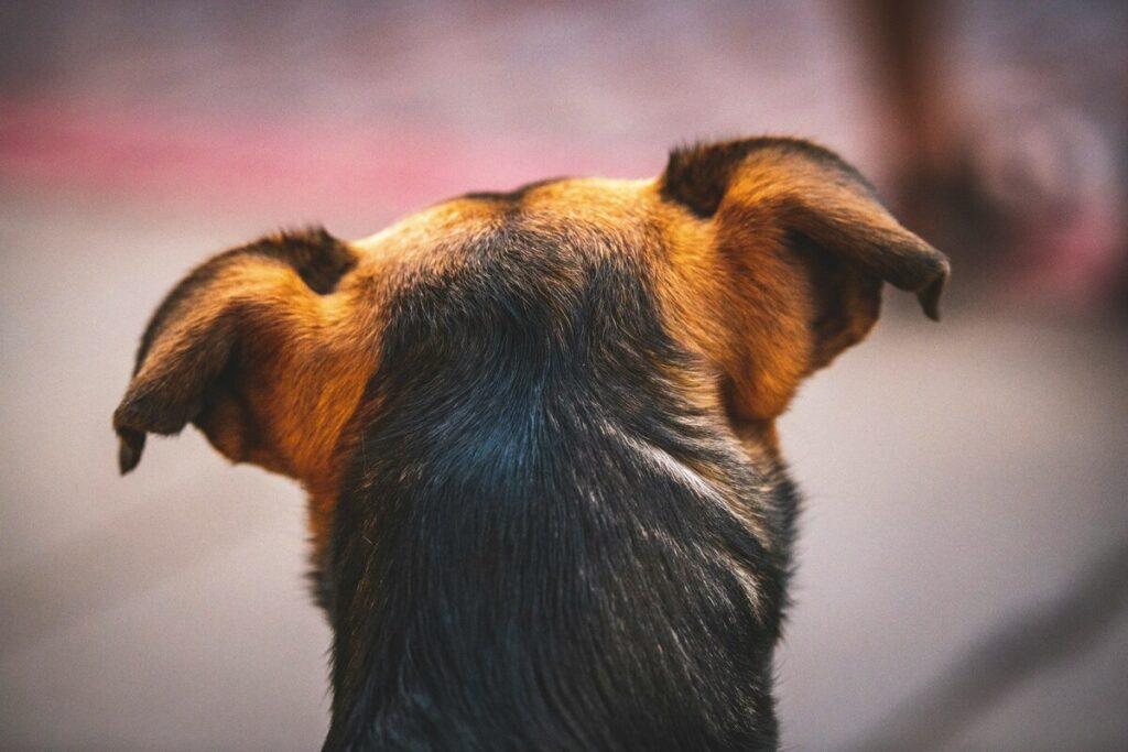dog ear hematoma in early stage seen from behind
