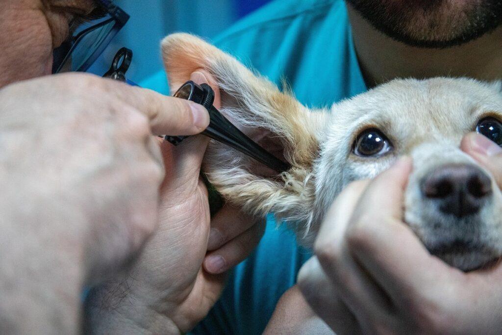veterinarian examining dog ear for signs of infection