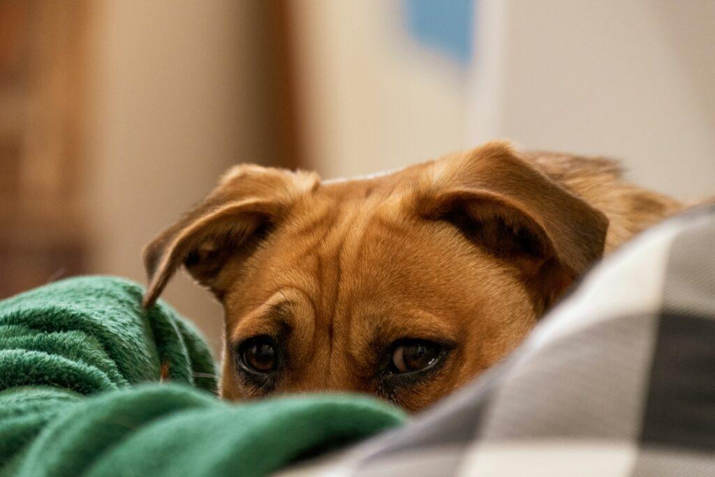 early signs of illness in dogs awareness