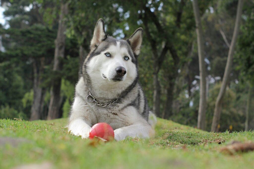 Dog eating a fresh apple slice in the garden