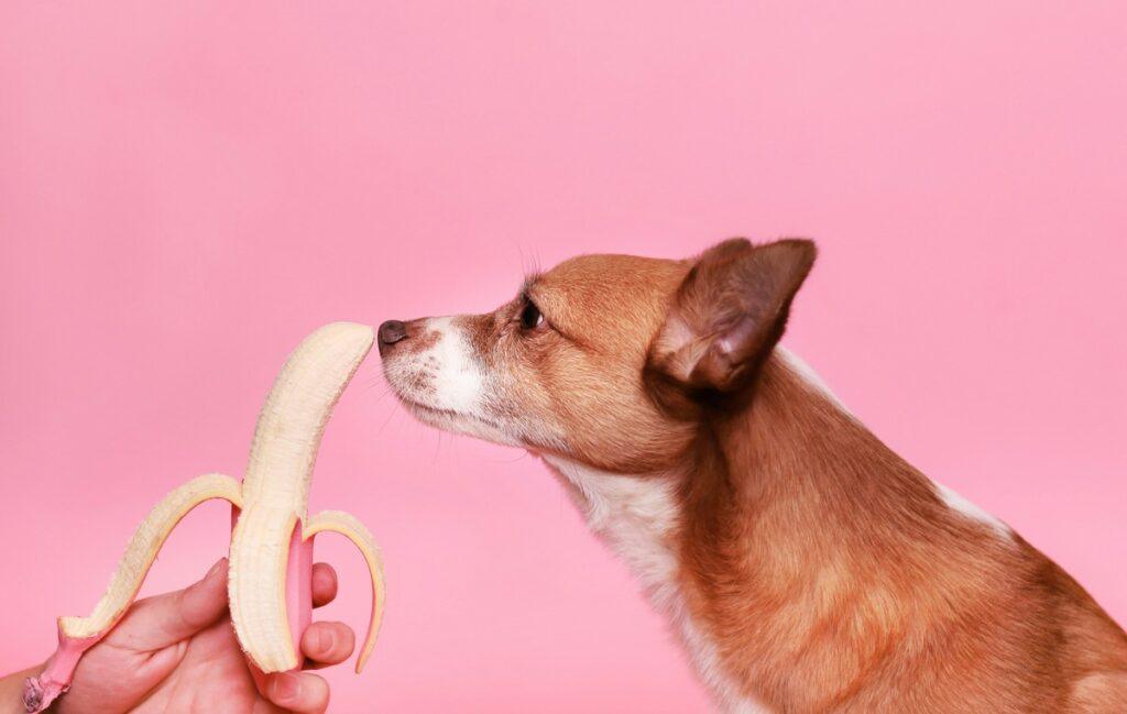 Dog eating a banana safely on the kitchen floor