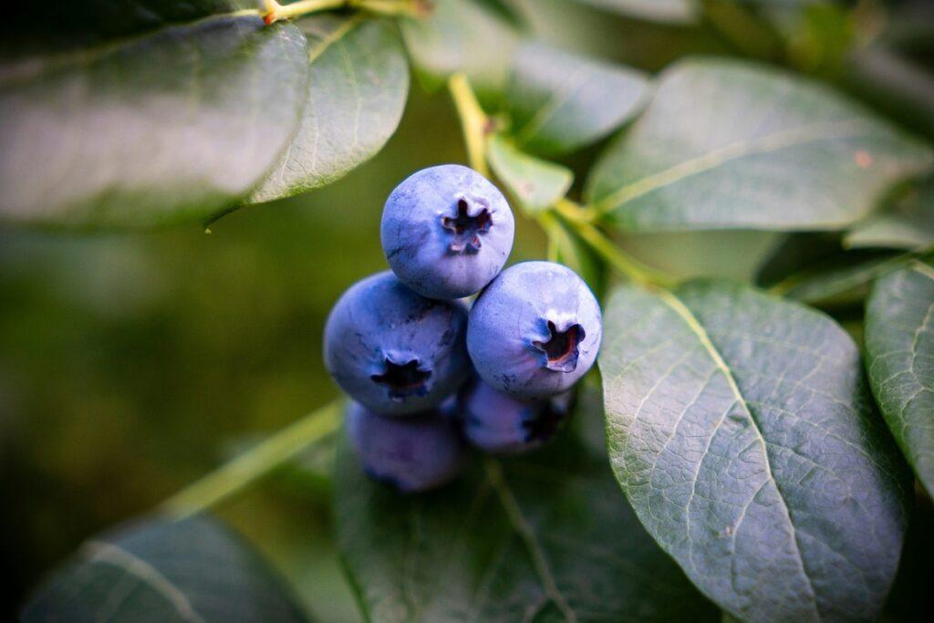 Dog eating fresh blueberries