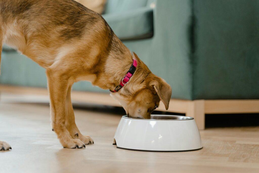 Dog eating from bowl with cucumber-based meal