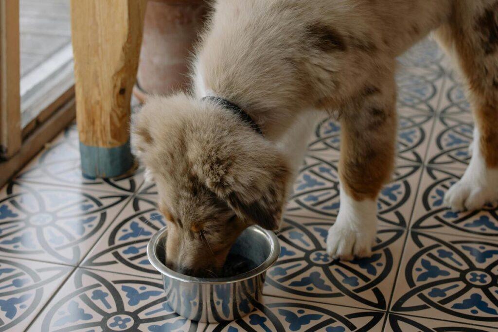 puppy eating homemade dog food from stainless steel bowl