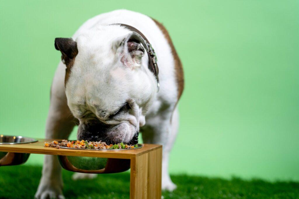 Dog eating from a bowl of food for sensitive stomachs
