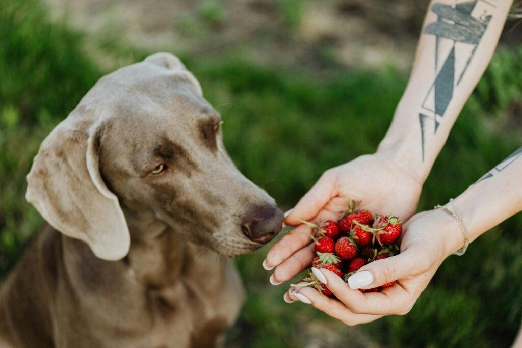 Dog sniffing fresh strawberries - Can dogs eat strawberries?