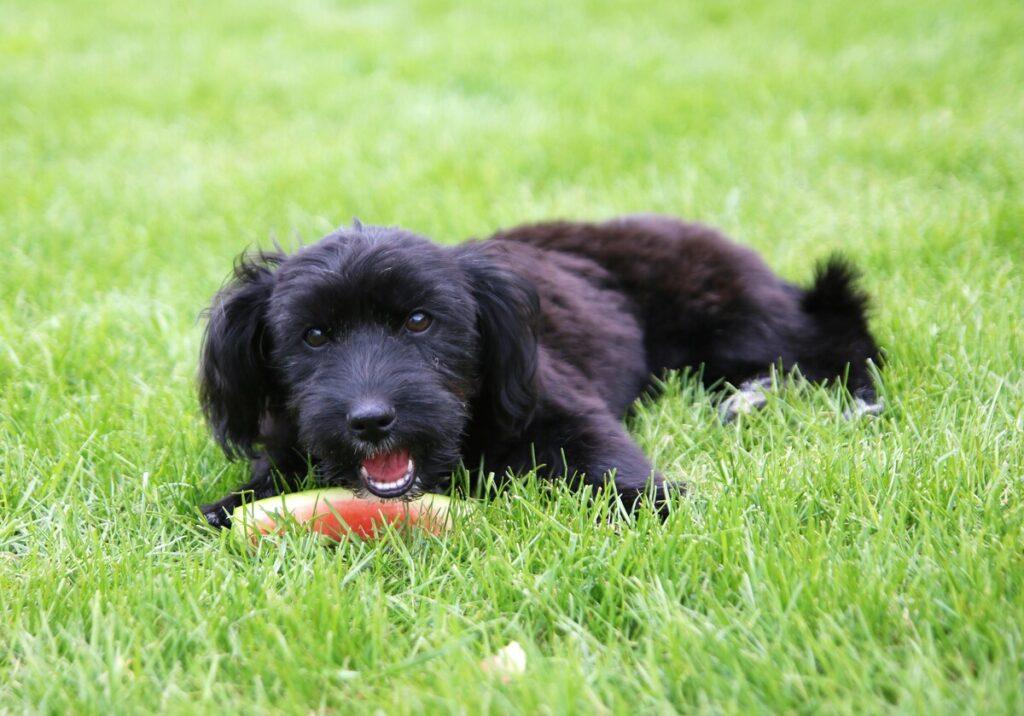 Small black dog eating a slice of watermelon on green grass